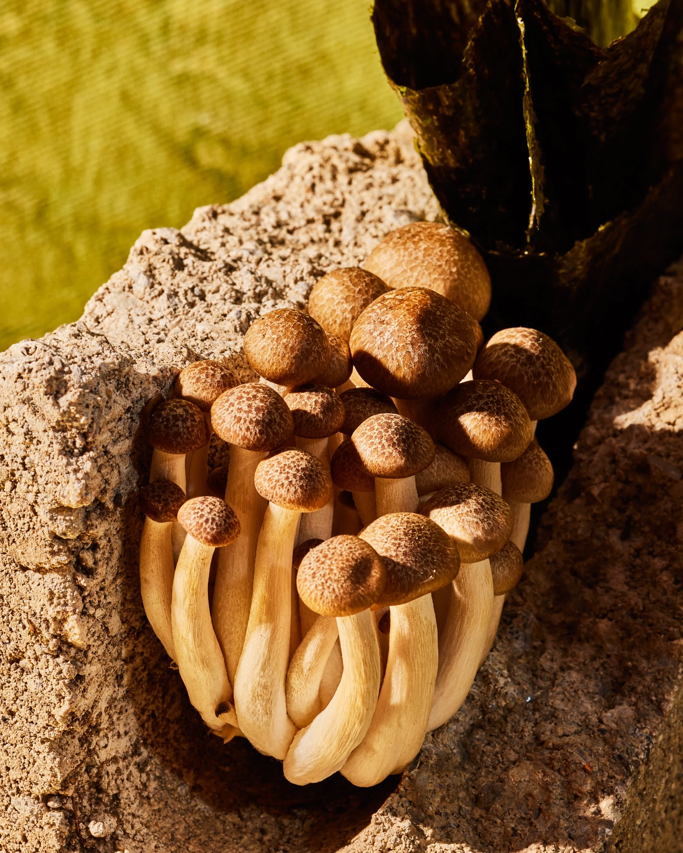 PHOTOGRAPHER KATE INCE / SET DESIGN CHIARA PURDY / FOOD STYLING HALEY POLINSKY