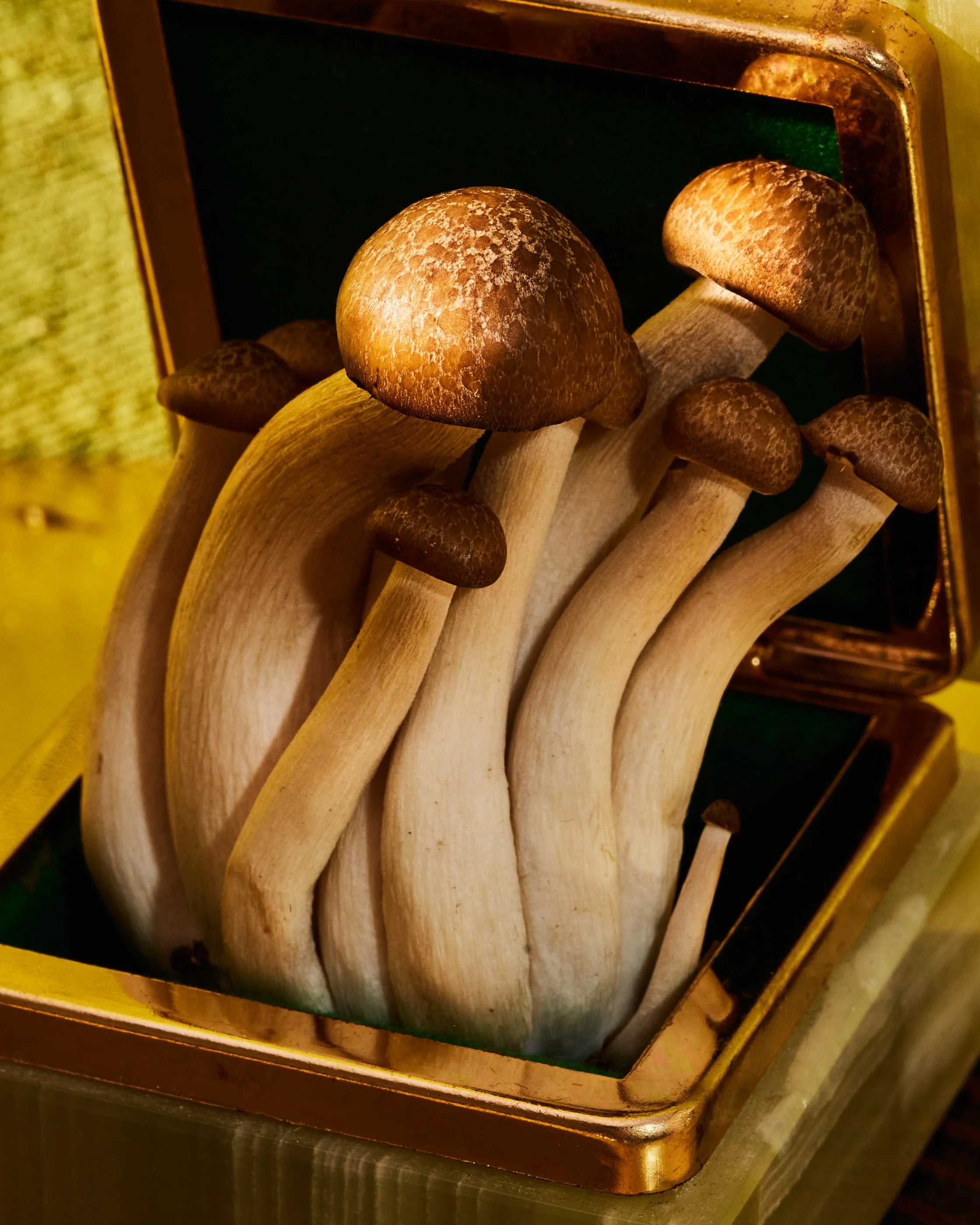 PHOTOGRAPHER KATE INCE / SET DESIGN CHIARA PURDY / FOOD STYLING HALEY POLINSKY