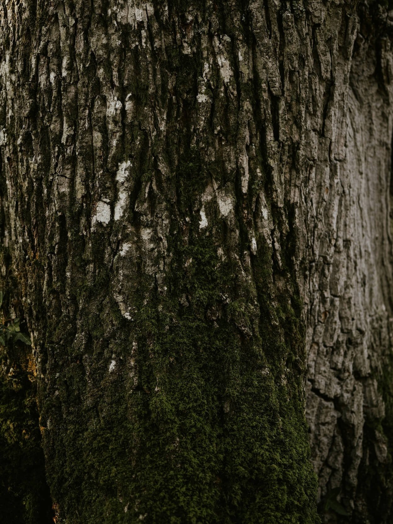 Close-up of a tree trunk with rough bark and green moss growing at the base.