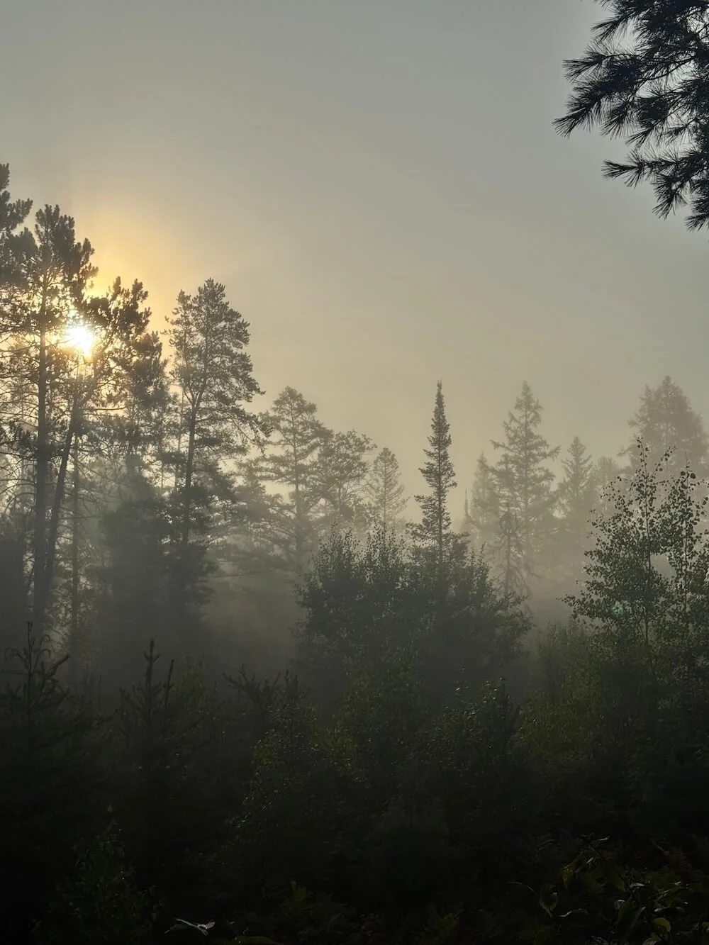 Sunlit foggy forest with tall pine trees and dense trees.