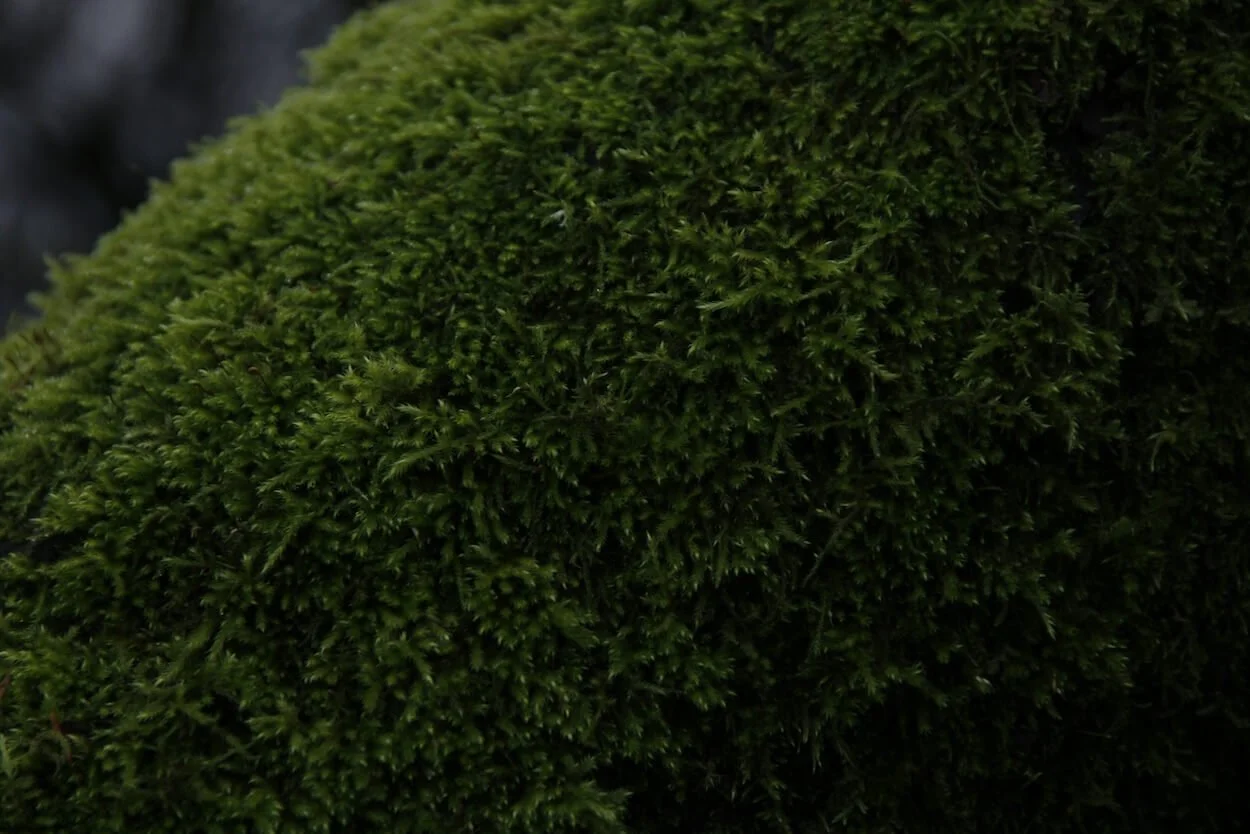 Close-up of green moss growing on a piece of wood.
