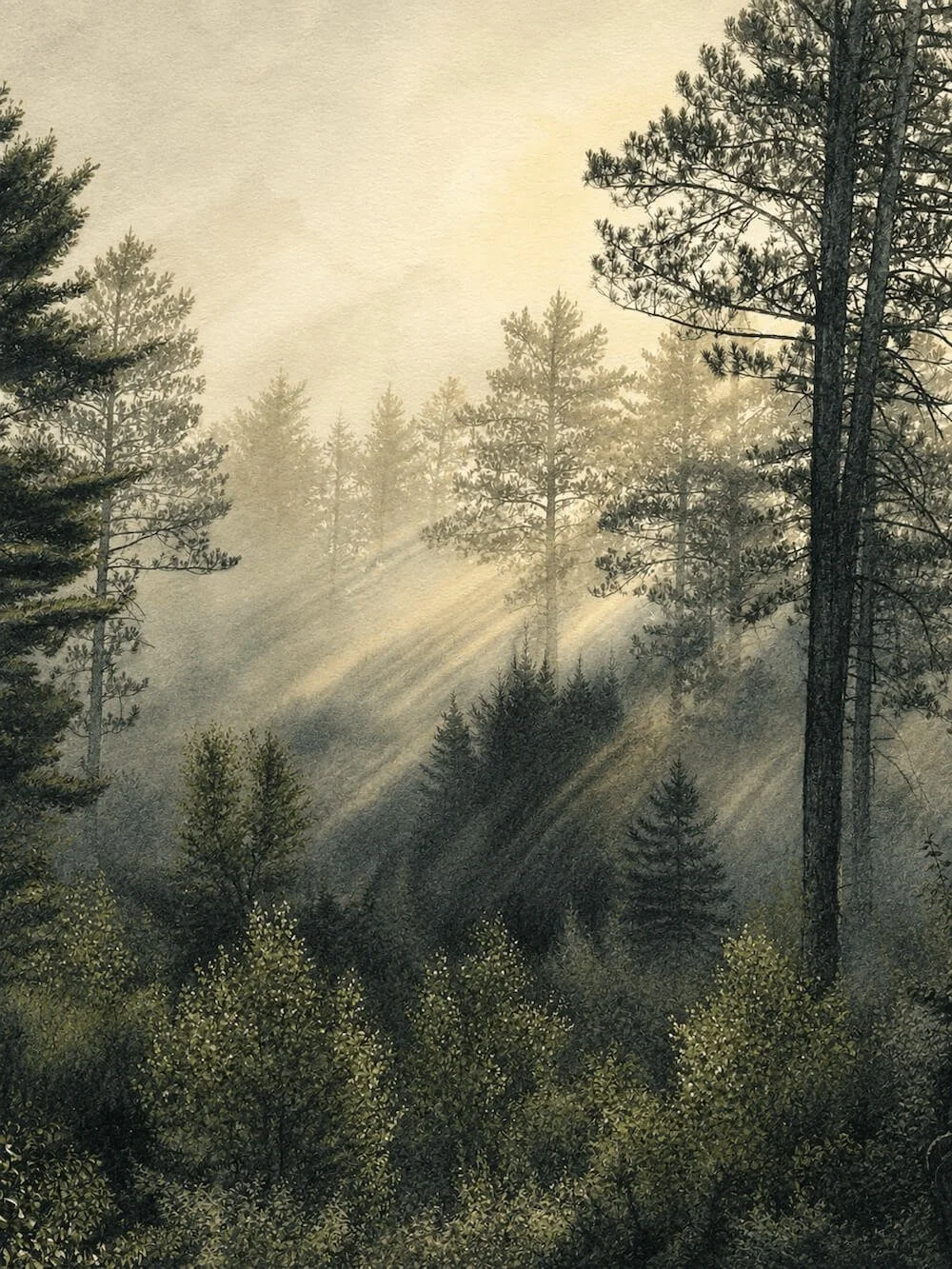 Sunlight beams shining through a misty forest with tall pine trees and dense green bushes.