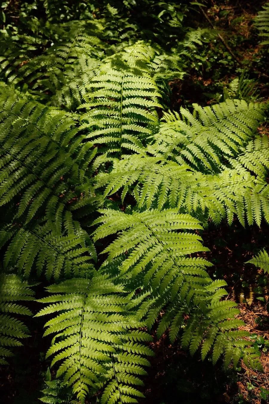 Green fern leaves in a forest, illuminated by sunlight.