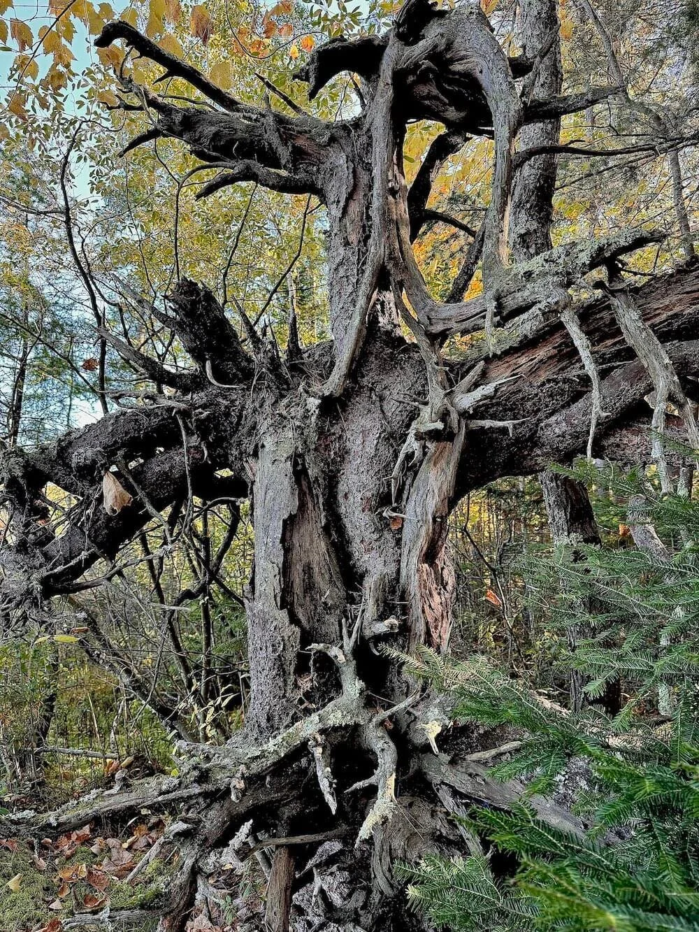 A fallen, weathered tree with twisted, broken branches in a forest, with green foliage and a cloudy sky in the background.