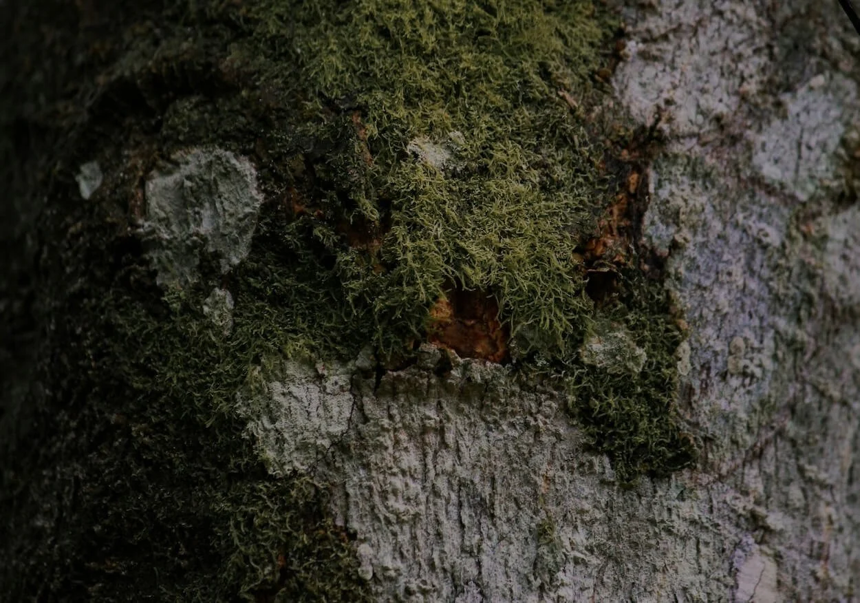 Close-up of a tree trunk with patches of green moss and lichen growing on the bark.
