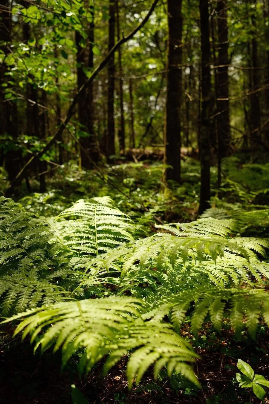 Green ferns in a dense forest with tall trees and sunlight filtering through the canopy.