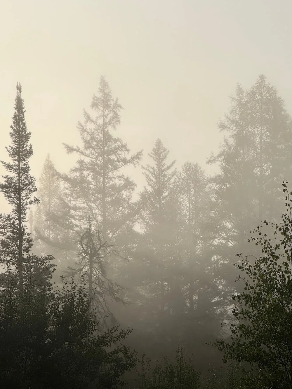 A foggy forest scene with tall trees and dense fog.