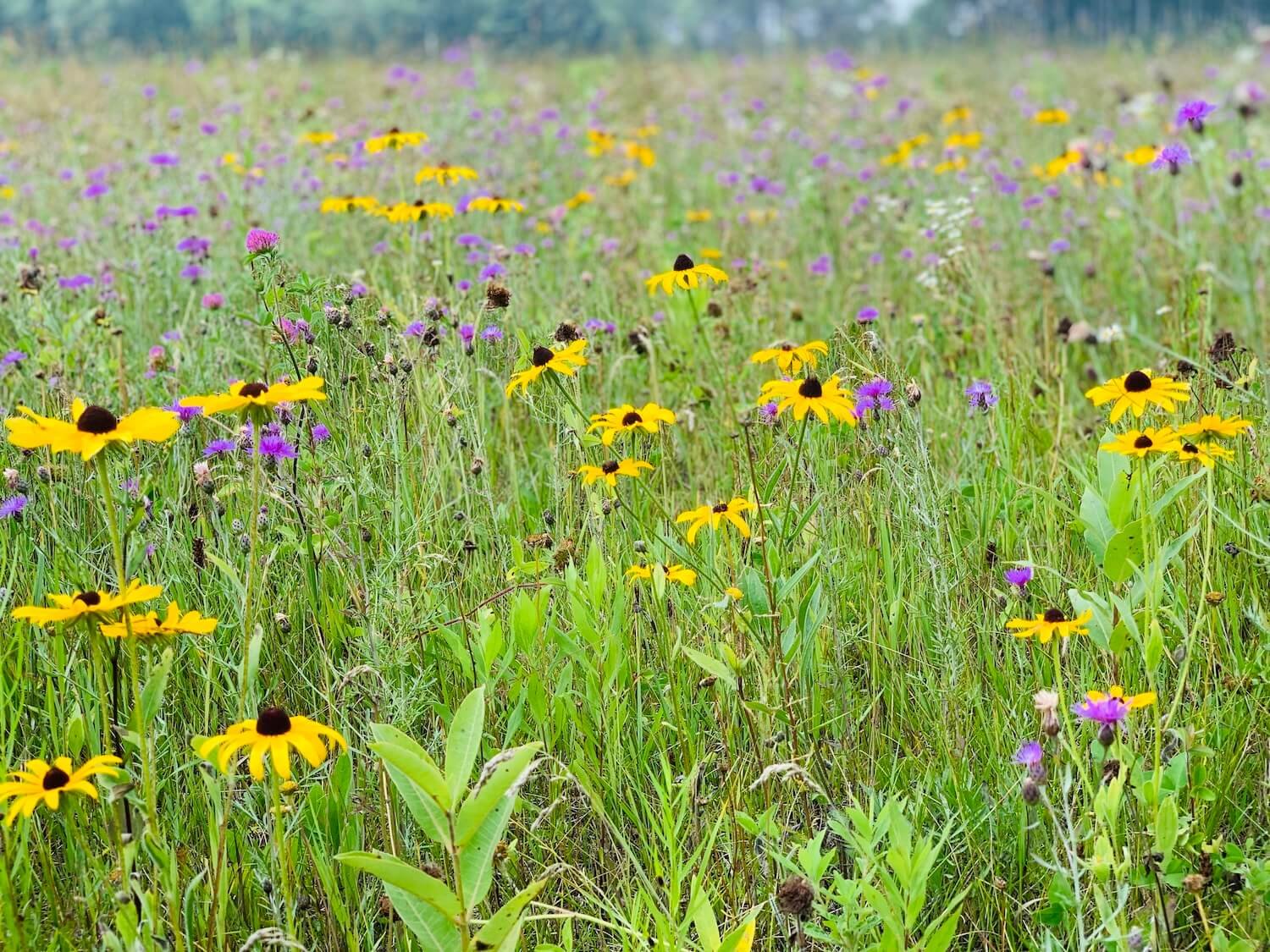 A field with yellow and purple wildflowers and green grass.