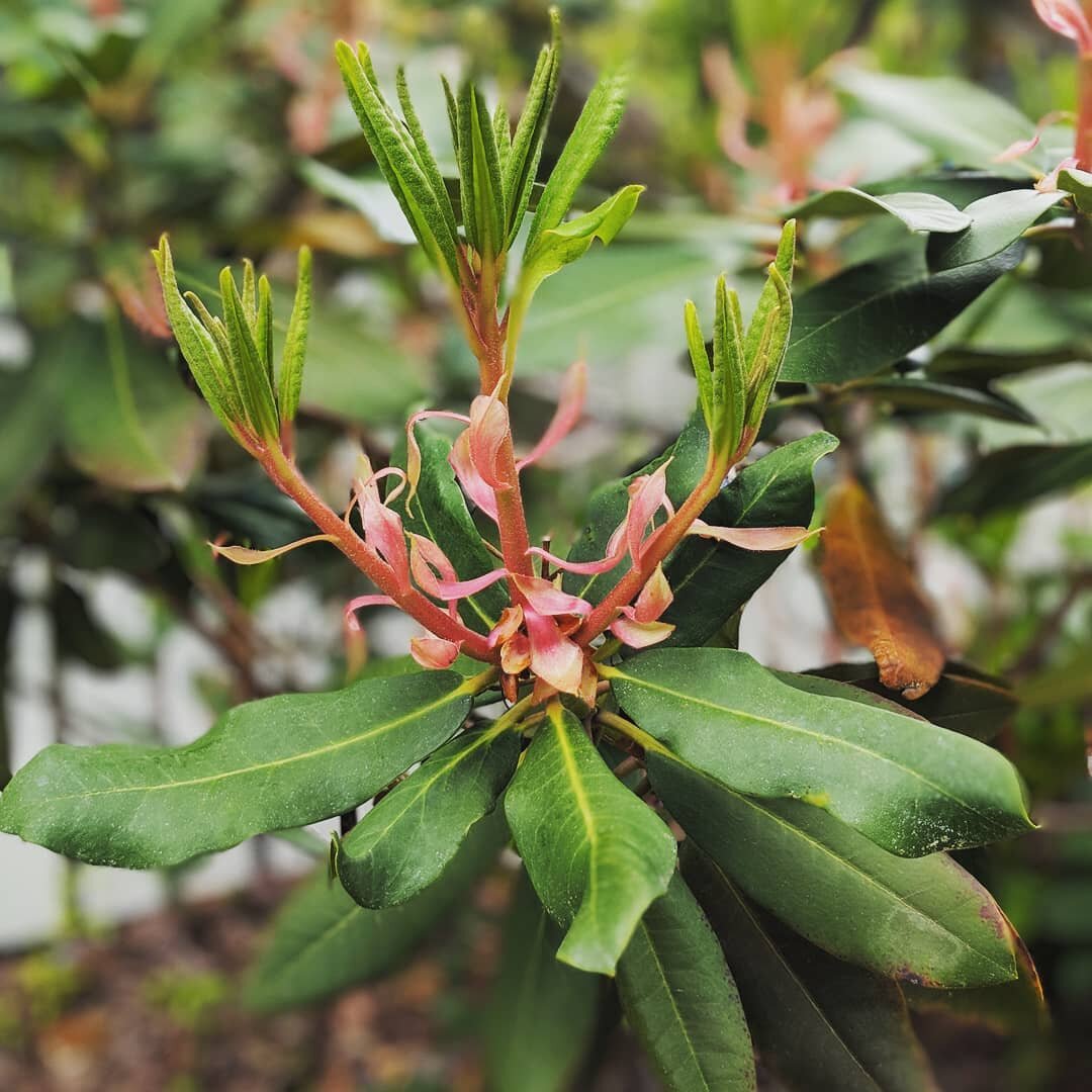 Beautiful rhododendron ☀️ &bull;  #landscapedesign #landscape #landscapearchitecture #landscapearchitect #plants #plant #flowers #flower