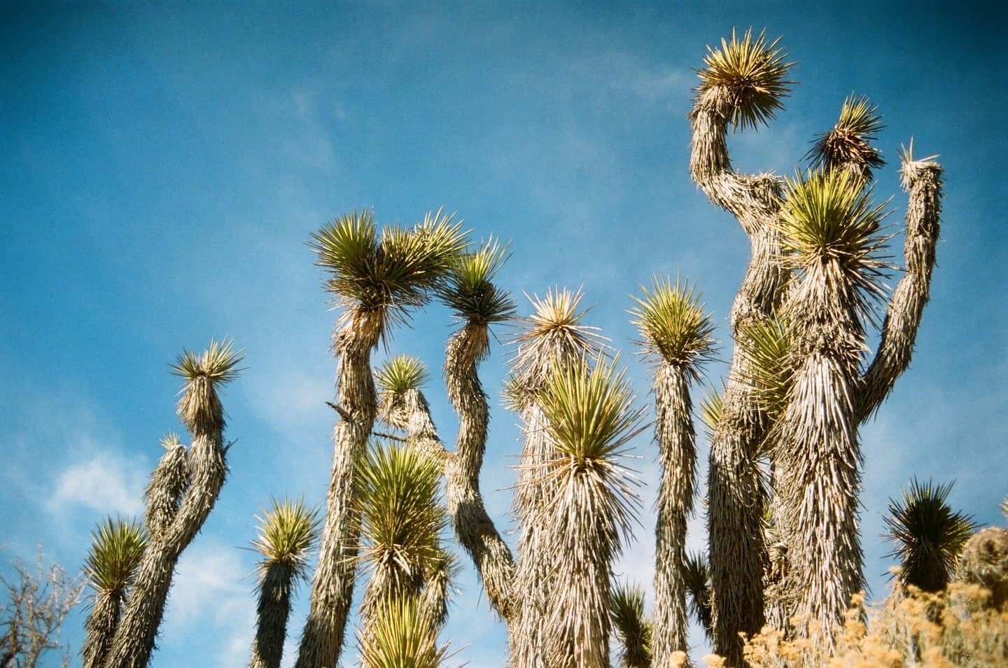 Yucca brevifolia, Joshua Tree, or  izote de desierto (desert dagger) 🏜️
👁️Kodak Porta 400 //Nikon N6006
The Joshua Tree grows in arid environments mostly confined to the Mojave Desert between 1,300/5,900 feet.  Ecological research predicts that the