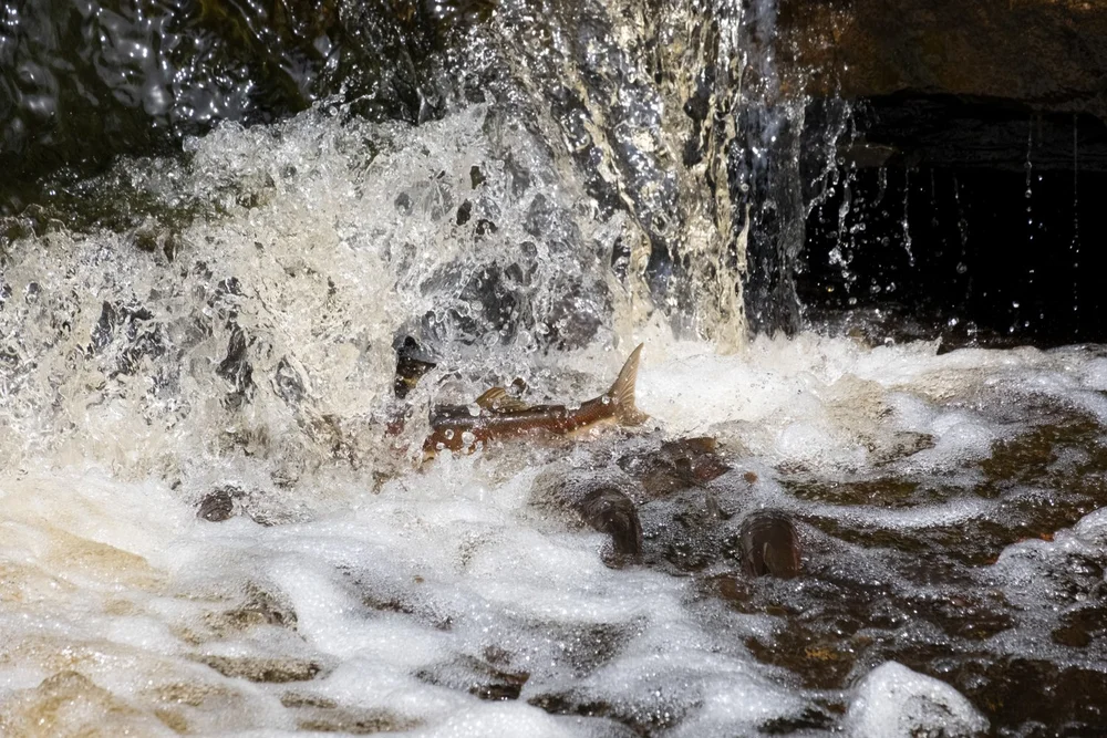 Tobacco River Falls & Park — Mi Roadtrip