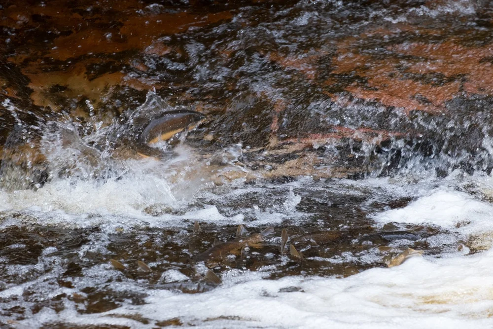Tobacco River Falls & Park — Mi Roadtrip