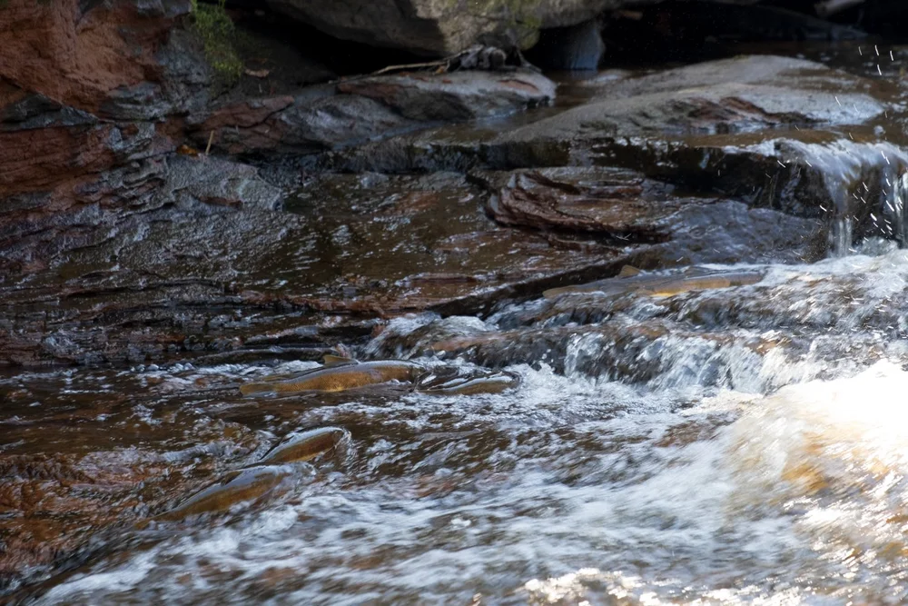 Tobacco River Falls & Park — Mi Roadtrip