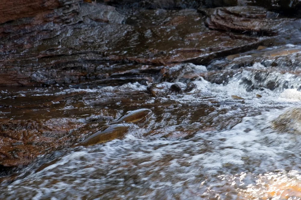 Tobacco River Falls & Park — Mi Roadtrip