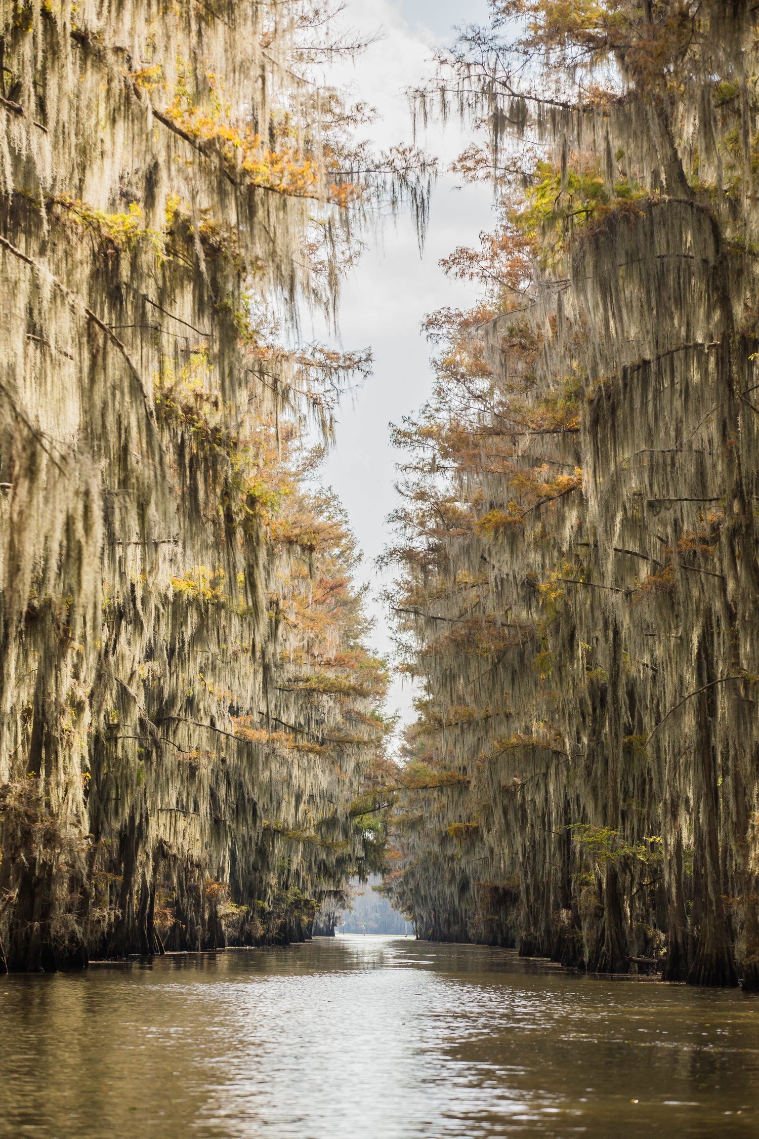 best day trips from dallas caddo lake