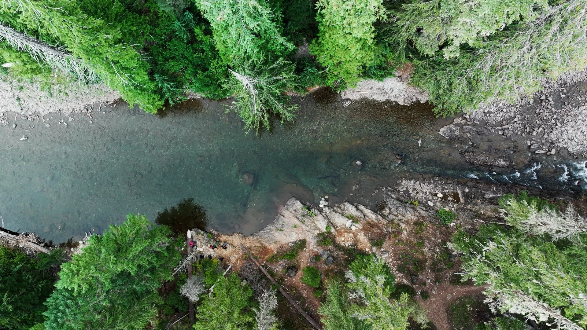 The Wild Next Door - Forest Service