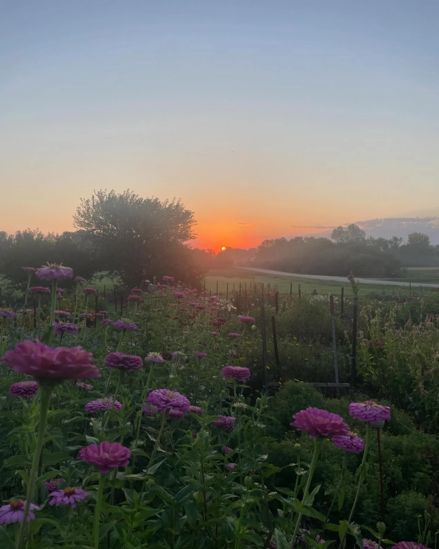 Final u-pick dates are posted! Next week will be our last dates for u-pick experiences for this season and tickets are live on the website. Even though the weather looks like it may still be nice for a while, we have decided that next week will be ou