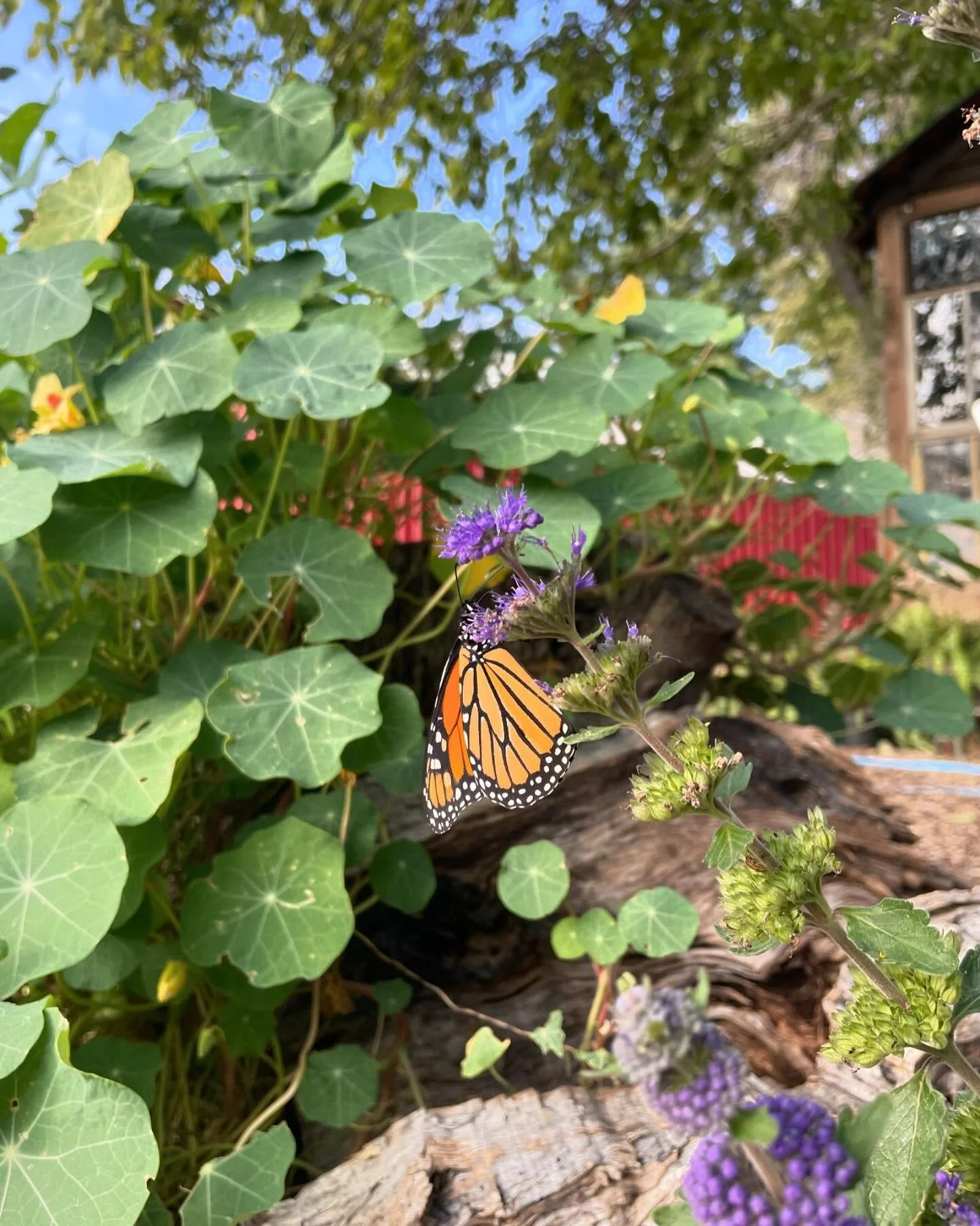 They’re just waiting to welcome you to our final u-pick days. Tonight 5-7, Friday evening 5-7, and Saturday 2-5pm and 5-7 pm. Tickets on our website!