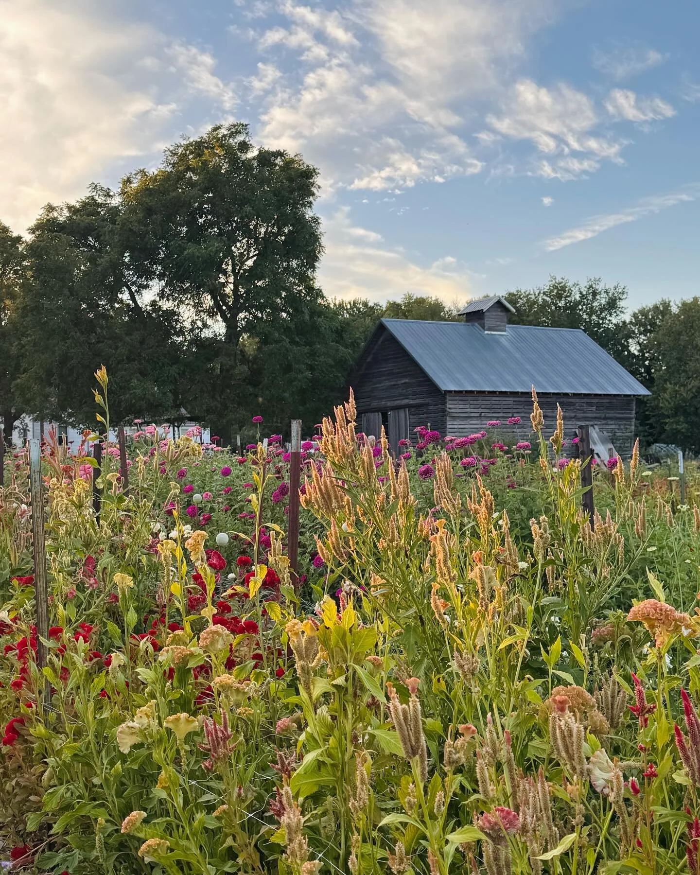 What a beautiful weekend for our final u-pick sessions of the season. It was so nice seeing some of our regulars and also making some new friends. We feel so blessed by the people we get to meet on this flower farming adventure. Thank you, from the d