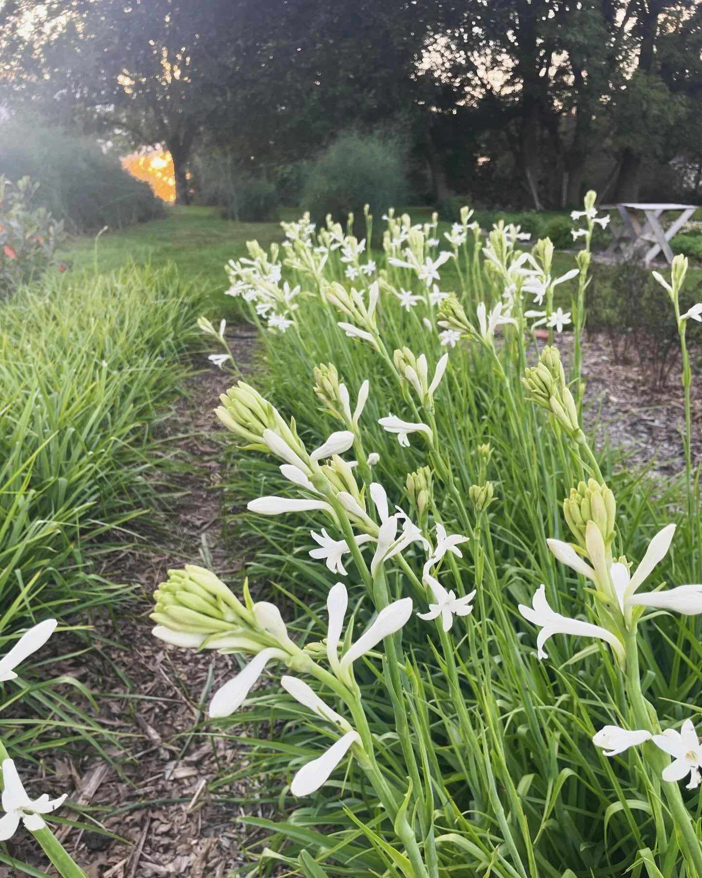 It’s about time!! We haven’t had a killing frost yet but we’re ready to start digging these beauties. Next Saturday, if the weather permits, will be our volunteer day. It’s not a terribly hard job but just requires a lot of ti