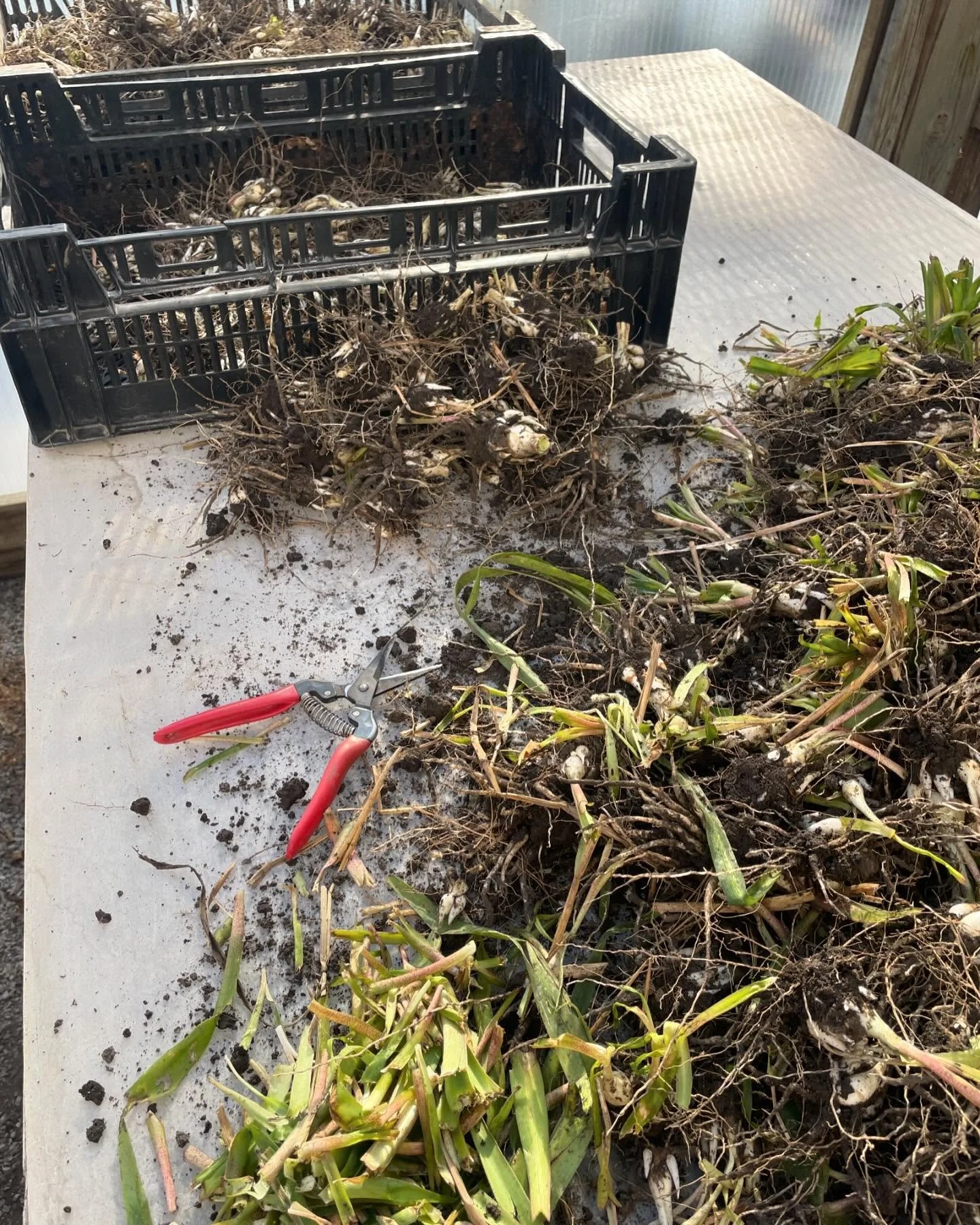 The great tuberose dig has begun! This Saturday is our volunteer day for anyone who would like to help us with this job. Norm will be in the garden by at least 9. Come work for an hour or for the day. We appreciate any and all volunteers. I’ll