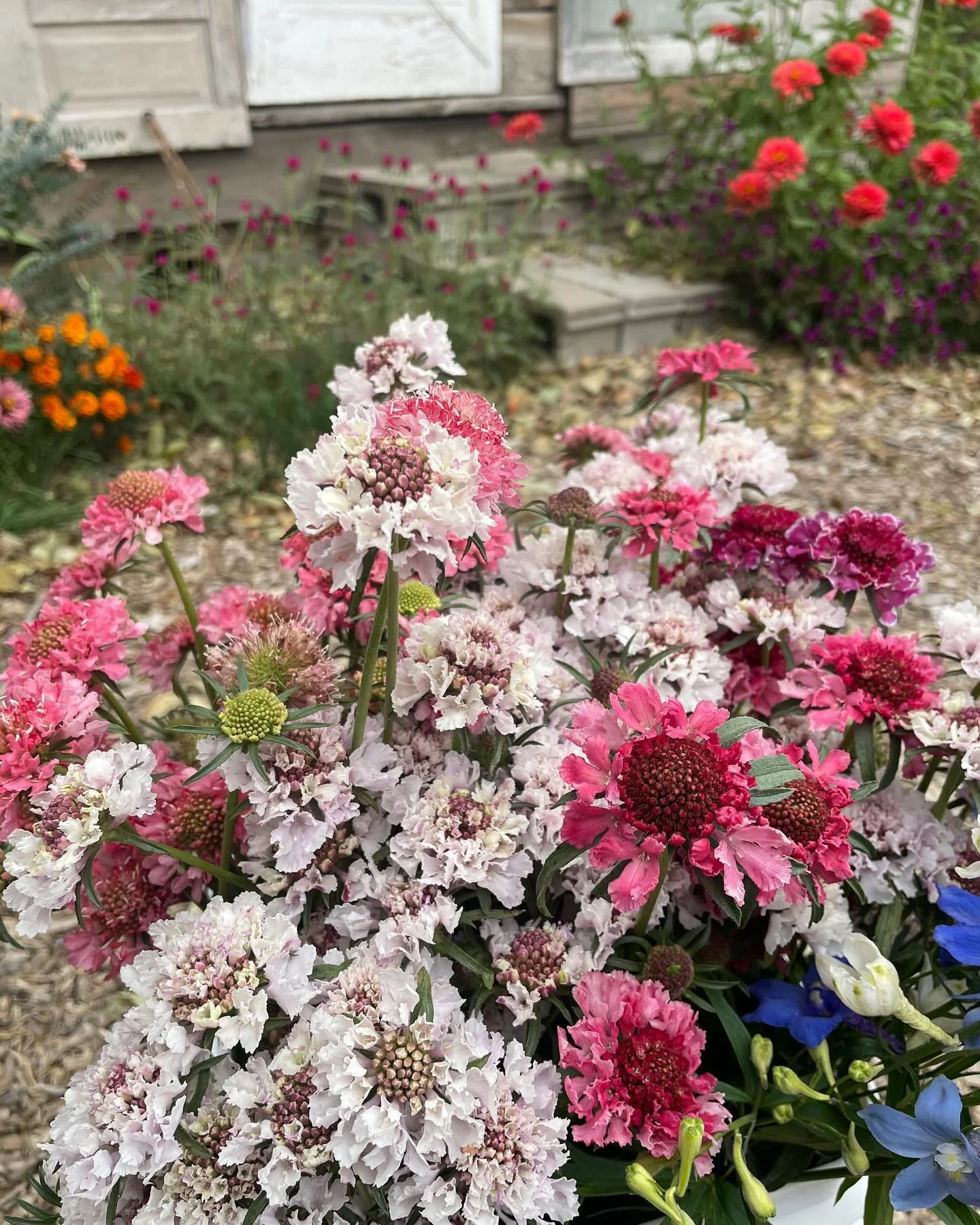 These Scoop scabiosa are hardier then I thought. They’ve made it through two light frosts. Just put a few on our @rooted_farmers listings and will likely add more on Monday. Thank you @farmerbaileyplugs for bringing these to US growers. We&rsqu