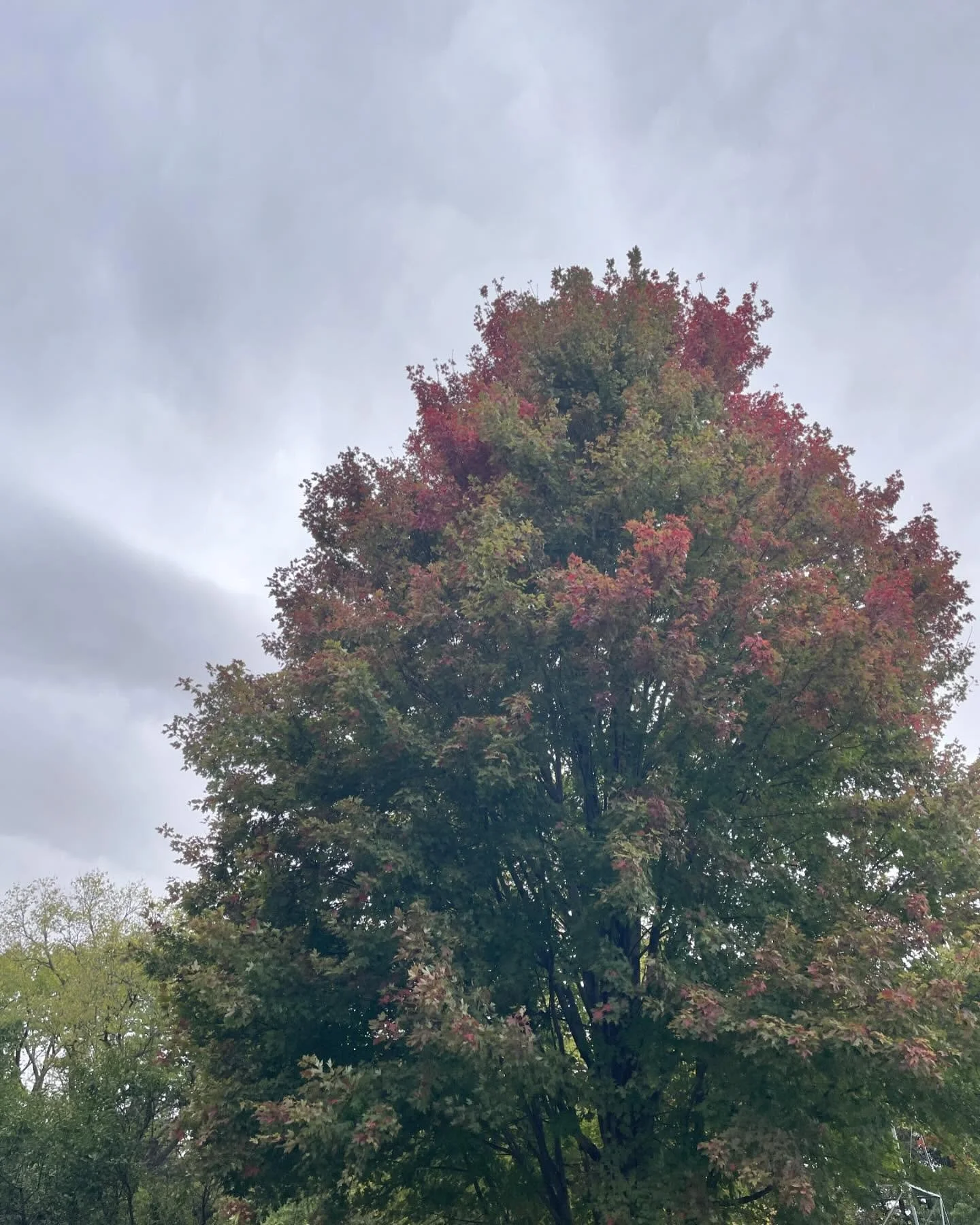 It’s that time of year. We’ve had a light frost and the leaves are turning which means they’re also falling. If you’re looking for a place to dump your leaves this year just drop us a message. If you’ve dropped here befo