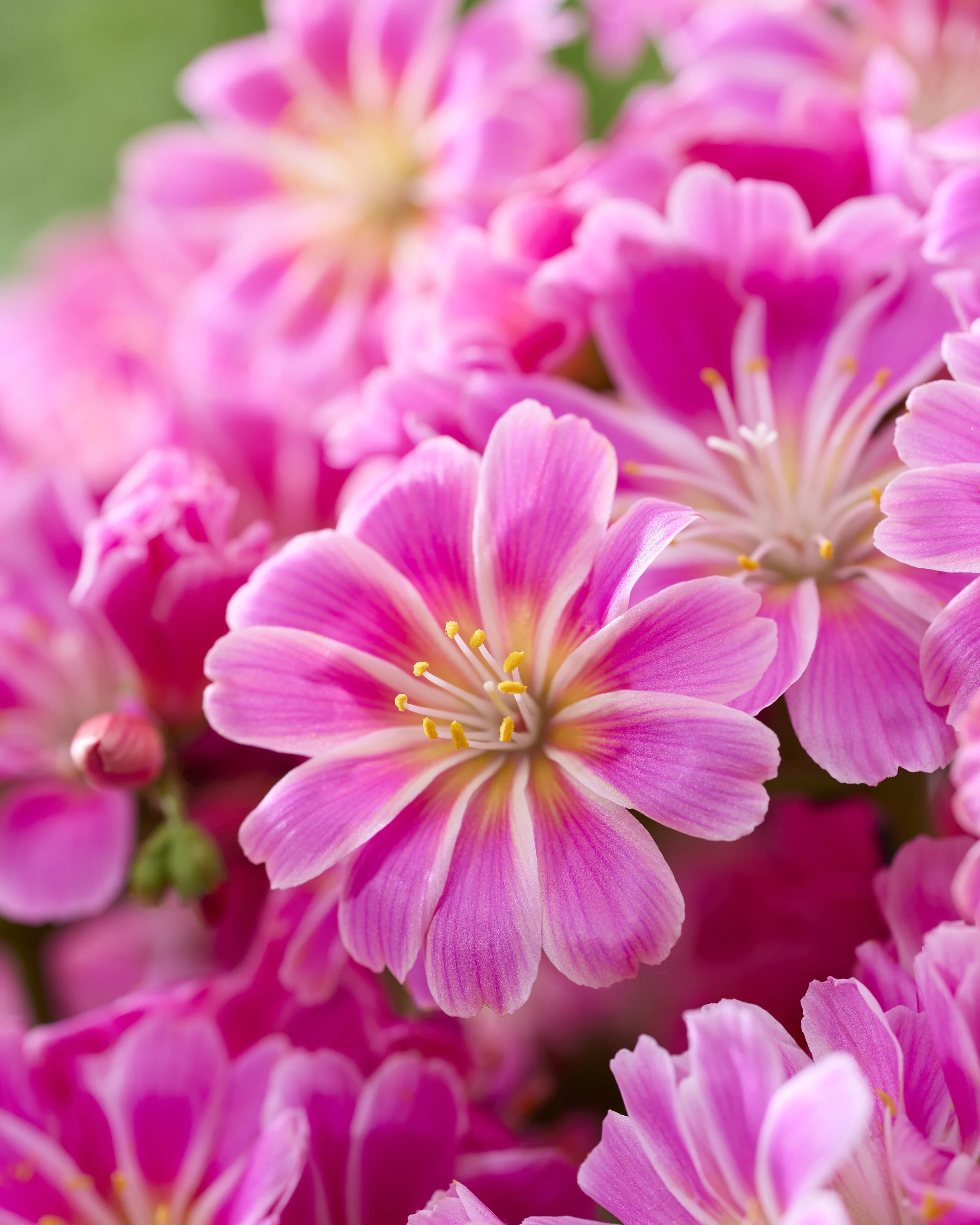 Lewisia Safira Tropic Pink cu.jpg
