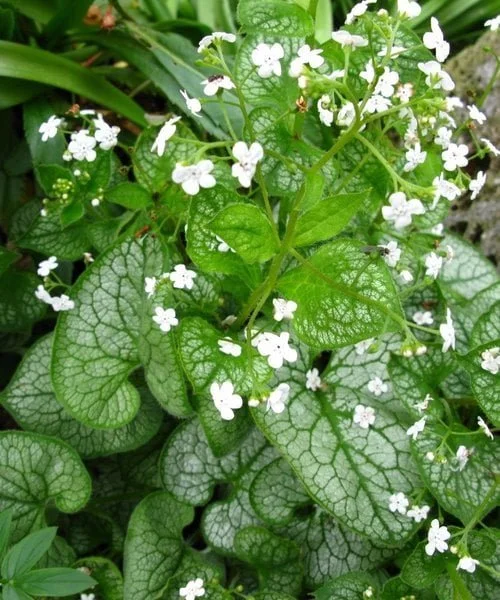 brunnera-mr-morse.jpg