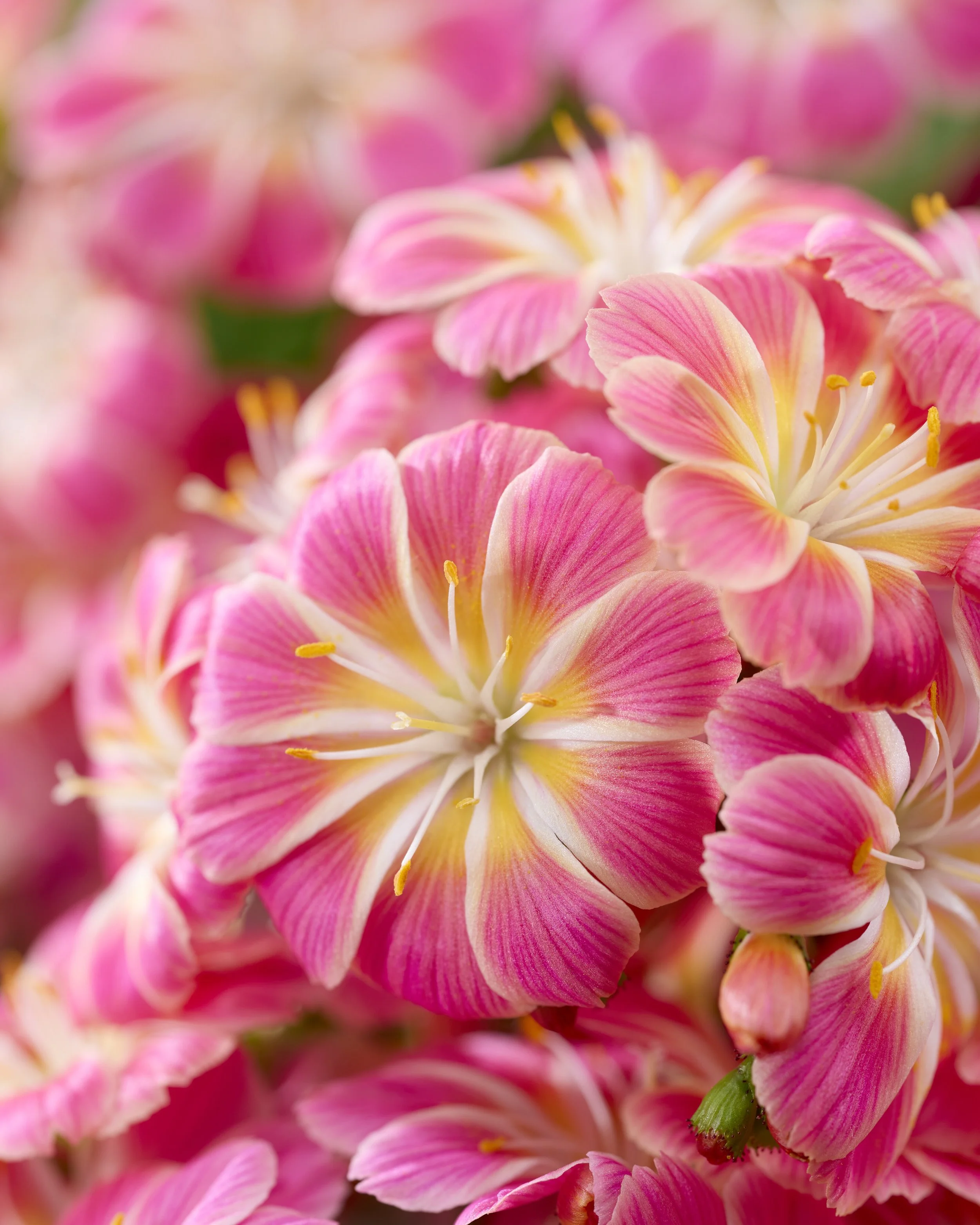 Lewisia Safira Sunrise cu.jpg