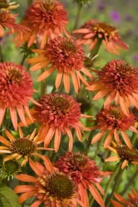 Echinacea Irresistible Photo.jpg