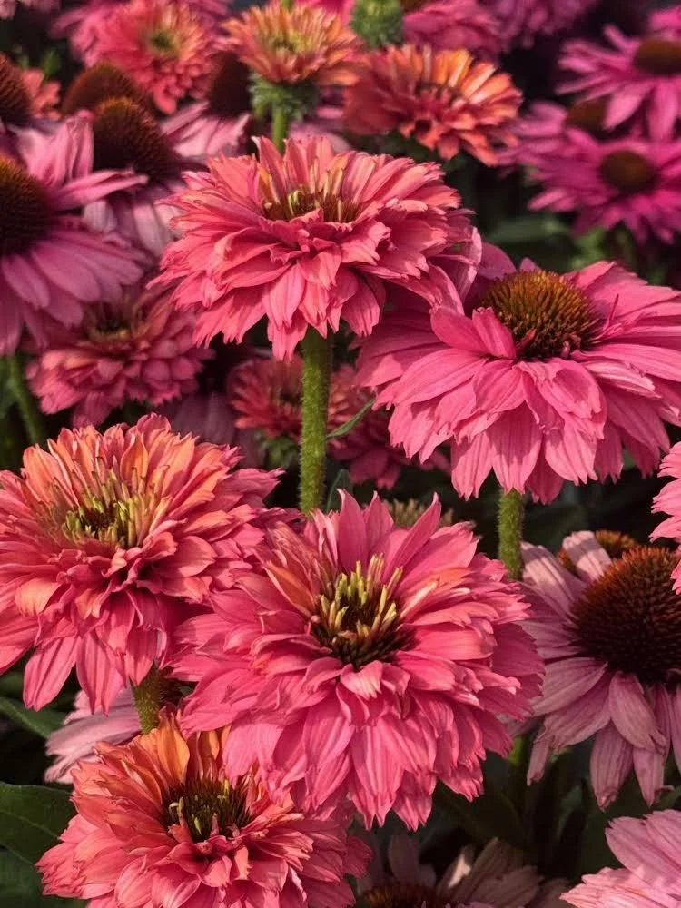 Echinacea SunSeekers Pink Grapefruit.jpg