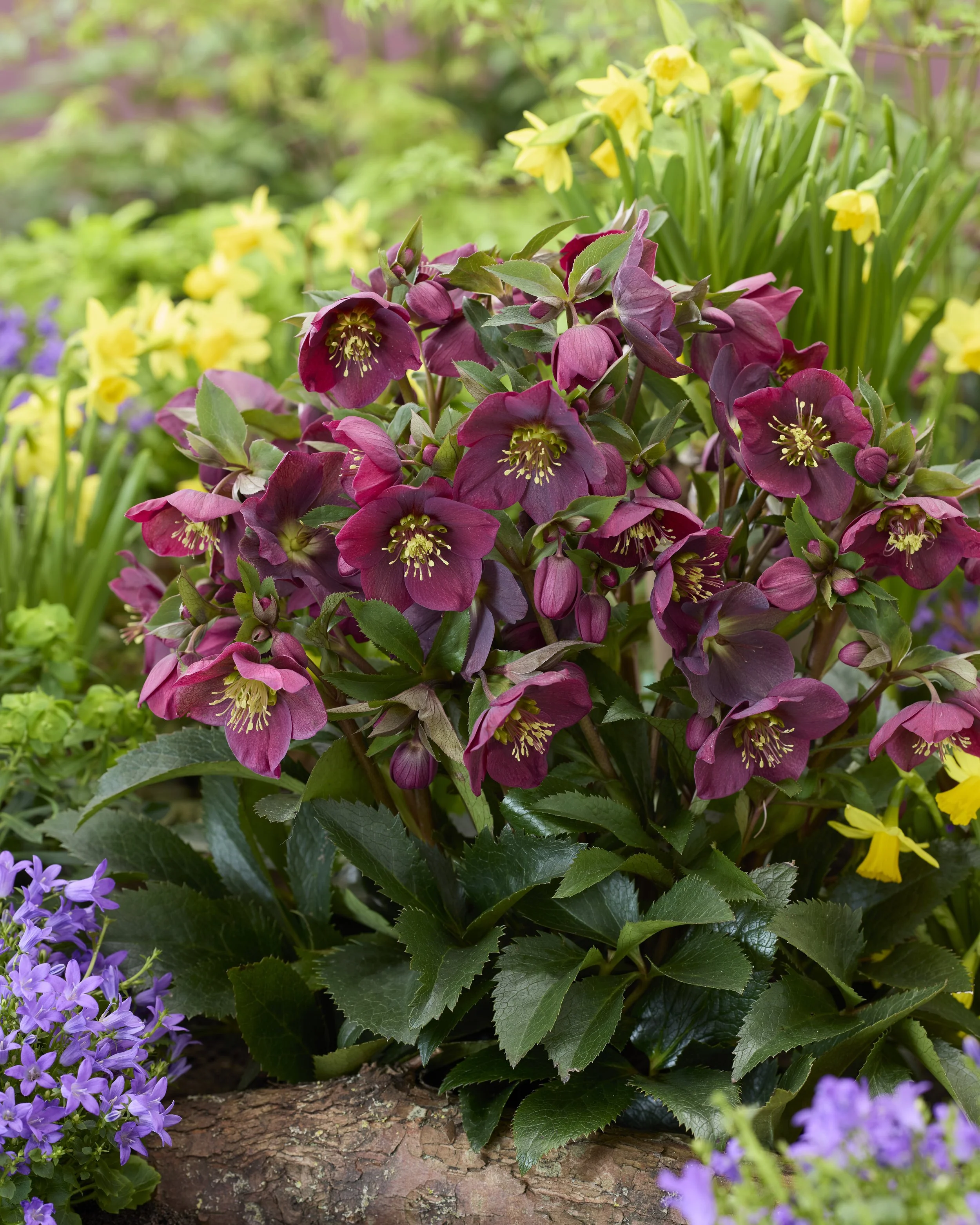 Helleborus Spring Sparkle Red garden1.jpg