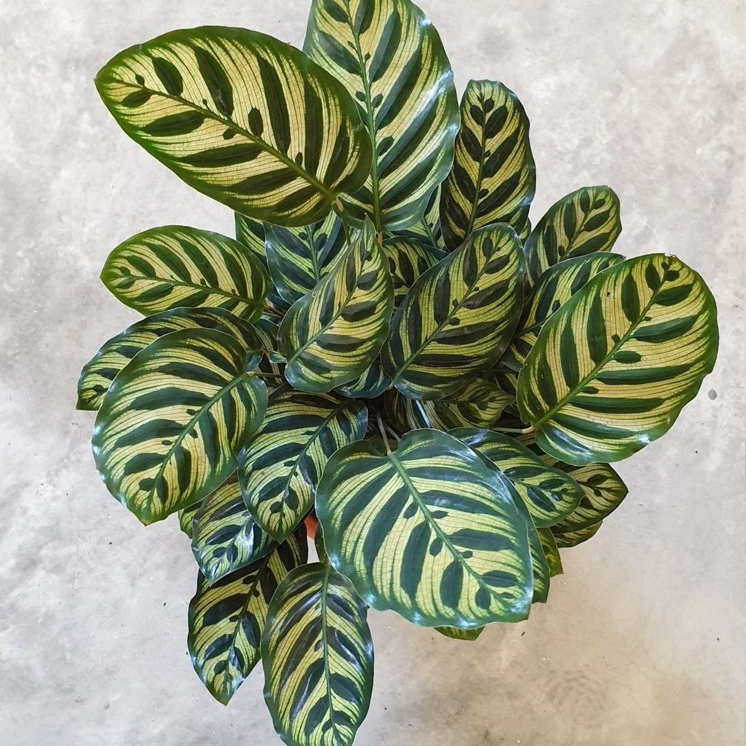 Calathea Makoyana