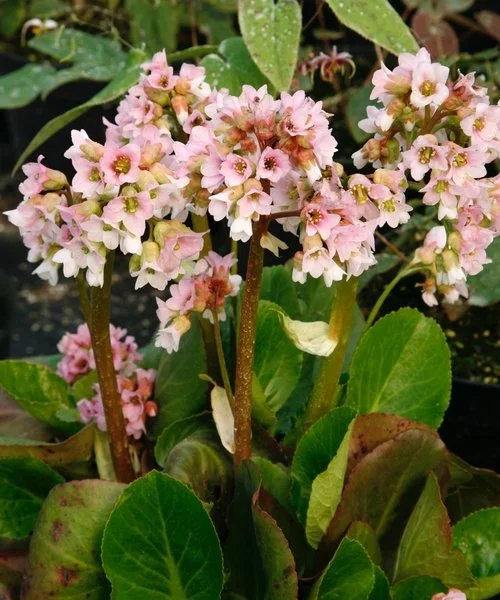 bergenia-baby-doll (2).webp