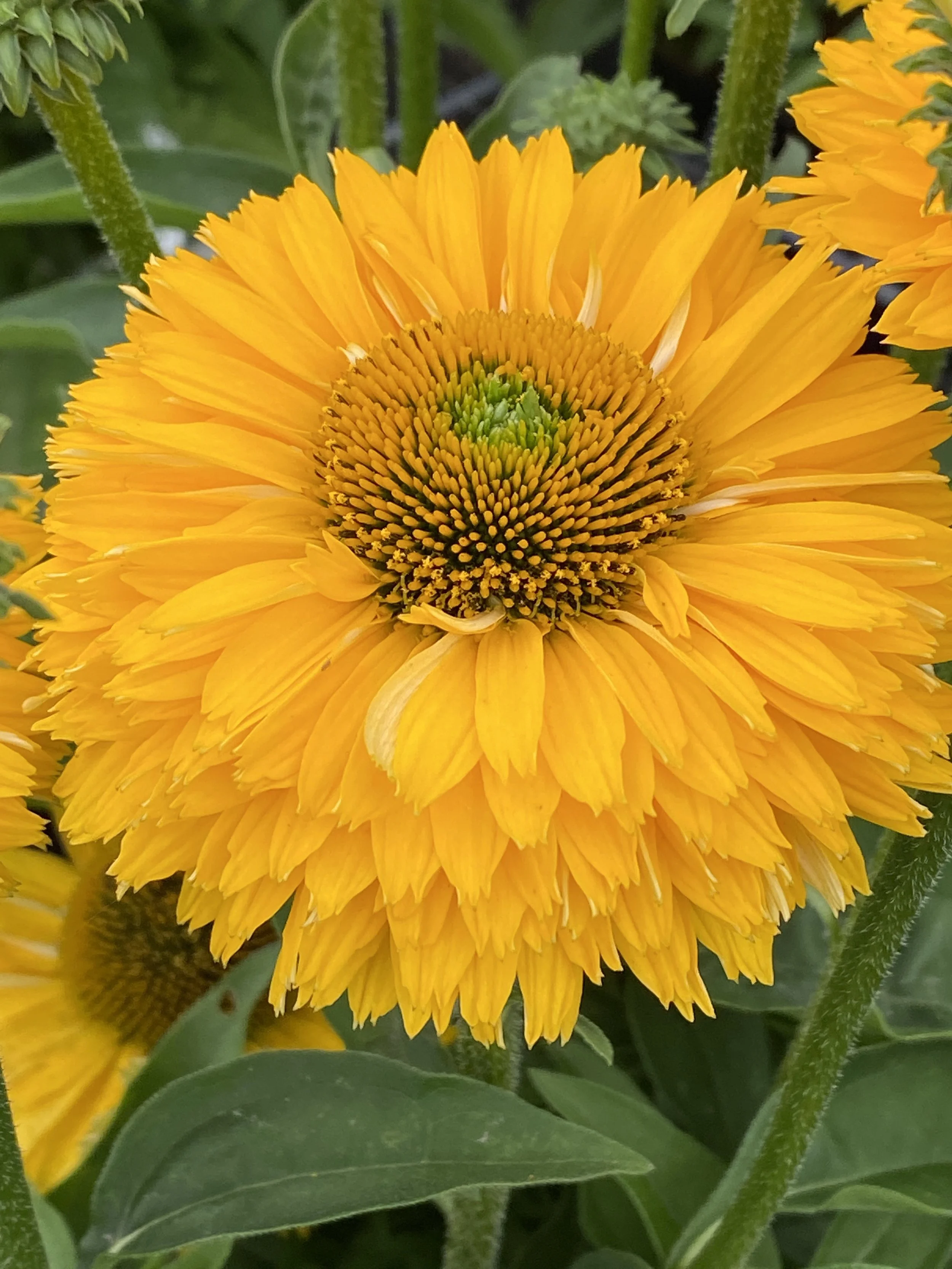 Echinacea SunSeekers Golden Sun cu.jpg