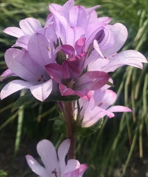 campanula-caroline.webp
