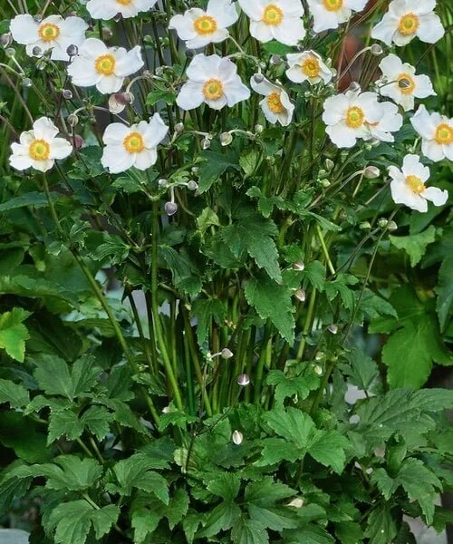 anemone-royal-anemone-royal-blanco.jpg