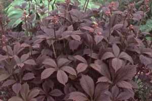 Rodgersia Chocolate Wings Photo.jpg