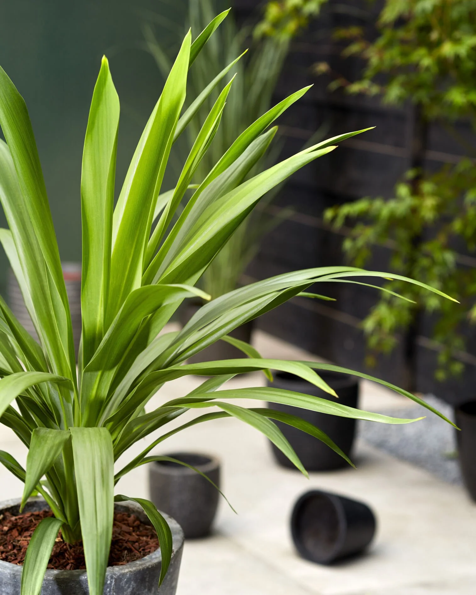 Cordylie Emerald Star.jpg