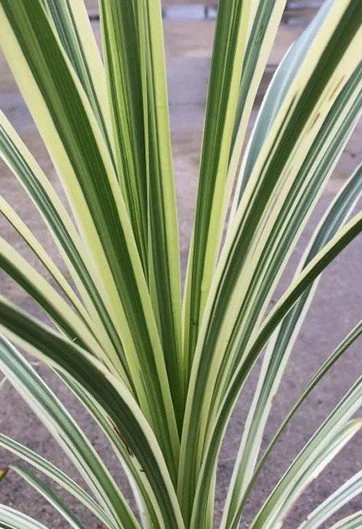 Cordyline Lime Passion Close Up.jpg