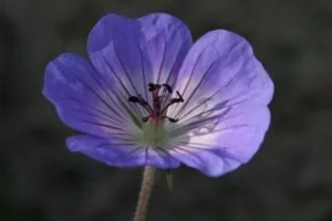 Geranium Buxton Blue Photo.jpg