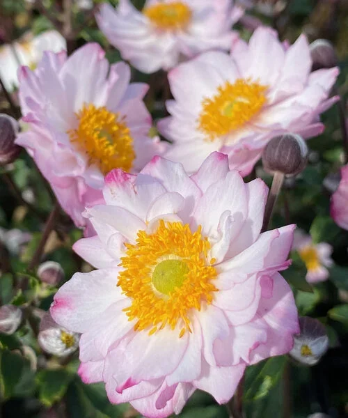 anemone-royal-anemone-royal-candy.webp