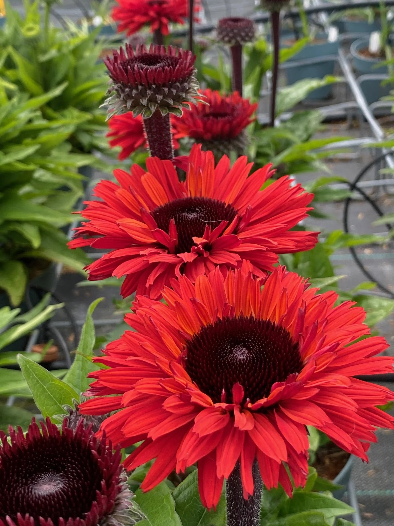 Echinacea SunSeekers Racing Red.JPG