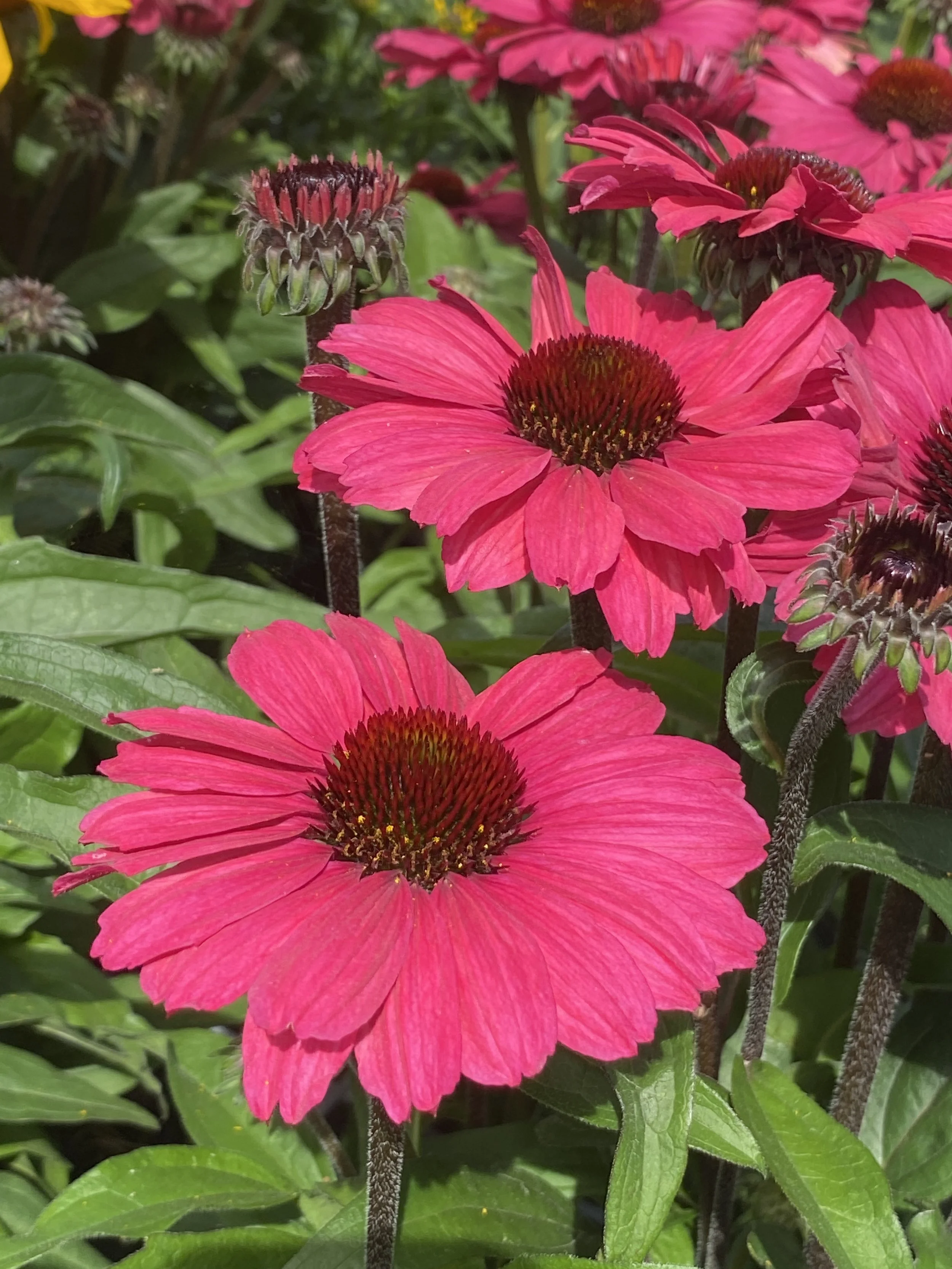 Echinacea SunSeekers Carmine cu1.jpg