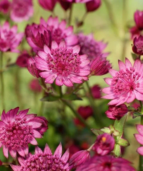 astrantia-cerise-button.webp