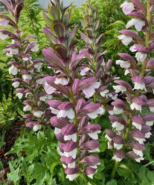 acanthus-white-lips.jpg