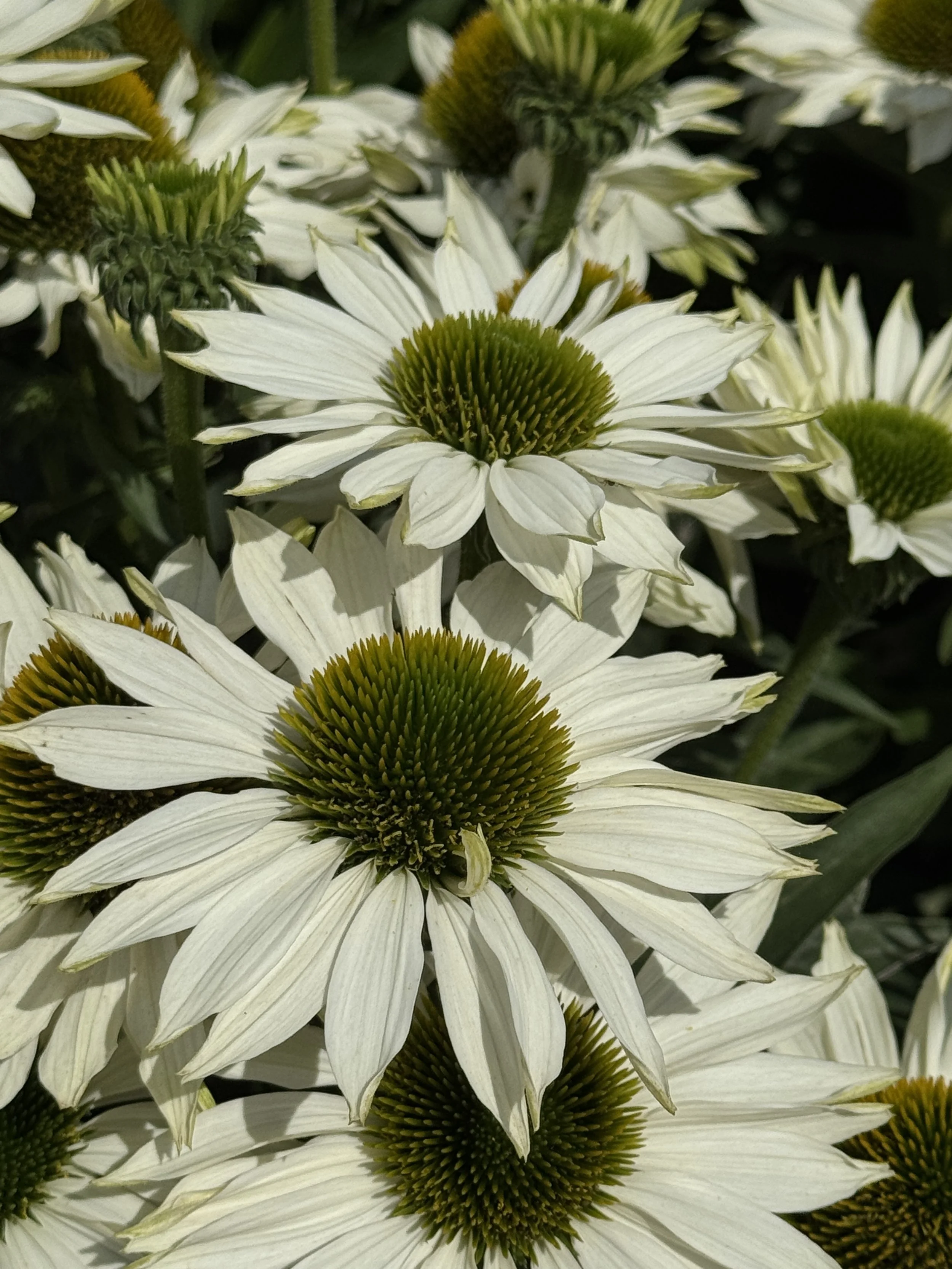 Echinacea SunSeekers White Elegance close up1.jpg