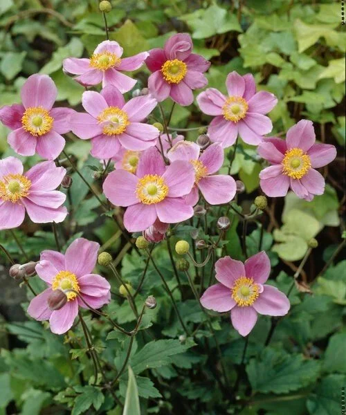 Anemone September Charm