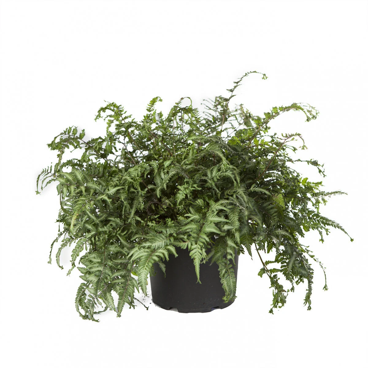 athyrium-applecourt-max-w1200.jpg